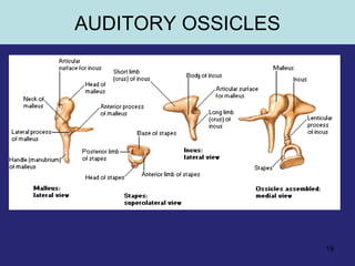 19
AUDITORY OSSICLES
 