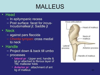 20
MALLEUS
• Head
– In epitympanic recess
– Post surface: facet for incus-
Incudomalleal jt: Saddle jt
• Neck
– against pars flaccida
– Chorda tympani cross medial
to neck
• Handle
– Project down & back till umbo
– processes
• lateral pr : Upper end, handle &
lat pr attached to fibrous layer of
TM, malleolar folds
• Anterior pr : attachment of ant
lig of malleus
 