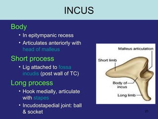 21
INCUS
Body
• In epitympanic recess
• Articulates anteriorly with
head of malleus
Short process
• Lig attached to fossa
incudis (post wall of TC)
Long process
• Hook medially, articulate
with stapes
• Incudostapedial joint: ball
& socket
 