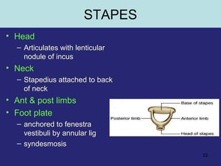 22
STAPES
• Head
– Articulates with lenticular
nodule of incus
• Neck
– Stapedius attached to back
of neck
• Ant & post limbs
• Foot plate
– anchored to fenestra
vestibuli by annular lig
– syndesmosis
 