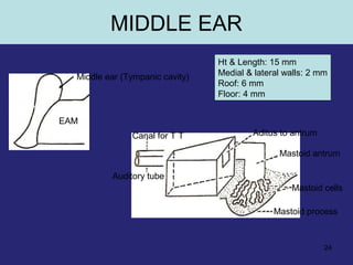 24
Canal for T T
Auditory tube
Aditus to antrum
Mastoid antrum
Mastoid cells
Mastoid process
EAM
Middle ear (Tympanic cavity)
MIDDLE EAR
Ht & Length: 15 mm
Medial & lateral walls: 2 mm
Roof: 6 mm
Floor: 4 mm
 