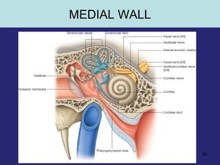 29
MEDIAL WALL
 