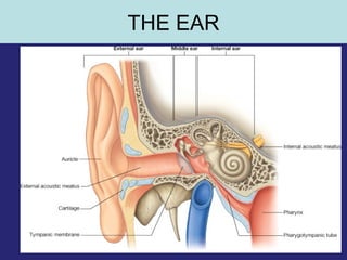 3
THE EAR
 