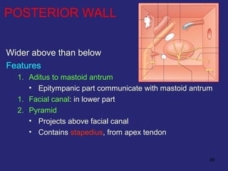 39
POSTERIOR WALL
Wider above than below
Features
1. Aditus to mastoid antrum
• Epitympanic part communicate with mastoid antrum
1. Facial canal: in lower part
2. Pyramid
• Projects above facial canal
• Contains stapedius, from apex tendon
 
