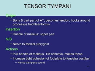 47
TENSOR TYMPANI
Origin
• Bony & cart part of AT, becomes tendon, hooks around
processus trochleariformis
Insertion
• Handle of malleus: upper part
N/S
• Nerve to Medial pterygoid
Actions
• Pull handle of malleus, TM concave, makes tense
• Increase tight adhesion of footplate to fenestra vestibuli
– Hence dampens sound
 