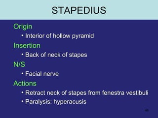 48
STAPEDIUS
Origin
• Interior of hollow pyramid
Insertion
• Back of neck of stapes
N/S
• Facial nerve
Actions
• Retract neck of stapes from fenestra vestibuli
• Paralysis: hyperacusis
 