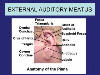 EXTERNAL AUDITORY MEATUS
5
 