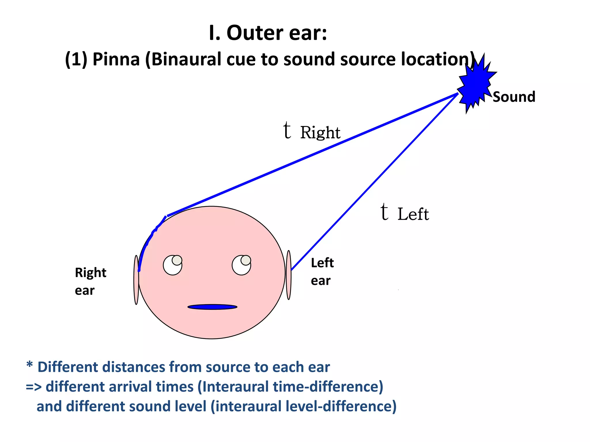 I. Outer ear:
(1) Pinna (Binaural cue to sound source location)
t Left
t Right
* Different distances from source to each ear
=> different arrival times (Interaural time-difference)
and different sound level (interaural level-difference)
Right
ear
Left
ear
Sound
 