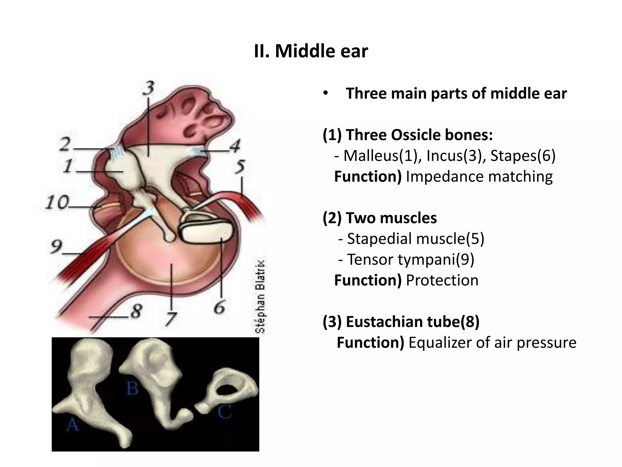 II. Middle ear
• Three main parts of middle ear
(1) Three Ossicle bones:
- Malleus(1), Incus(3), Stapes(6)
Function) Impedance matching
(2) Two muscles
- Stapedial muscle(5)
- Tensor tympani(9)
Function) Protection
(3) Eustachian tube(8)
Function) Equalizer of air pressure
 