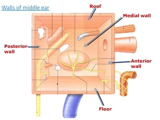 Roof
Floor
Posterior
wall
Medial wall
Walls of middle ear
Anterior
wall
.
 