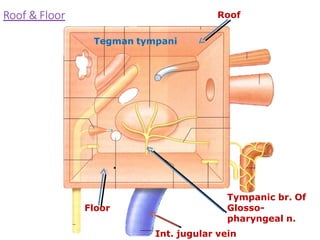 Roof
Tegman tympani
Floor
Tympanic br. Of
Glosso-
pharyngeal n.
Int. jugular vein
Roof & Floor
.
 