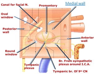 Anterior
wall
Promontory
Tympanic
plexus
Oval
window
Posterior
wall
Round
window
Br. From sympathetic
plexus around I.C.A.
Tympanic br. Of 9th CN
Canal for facial N. Medial wall
.
 