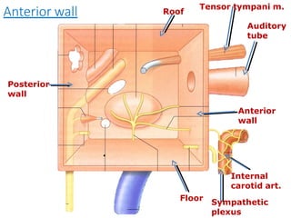 Roof
Floor
Posterior
wall
Tensor tympani m.
Auditory
tube
Sympathetic
plexus
Anterior wall
Anterior
wall
.
Internal
carotid art.
 