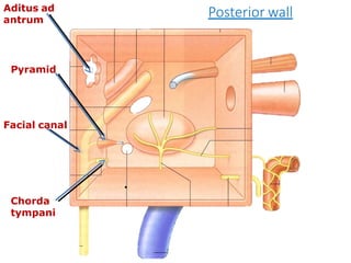 Aditus ad
antrum
Pyramid
Facial canal
Chorda
tympani
Posterior wall
.
 