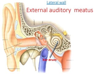 Ear drum
Lateral wall
External auditory meatus
.
 