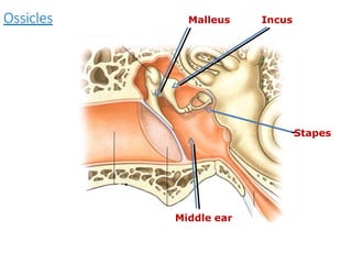Malleus Incus
Stapes
Ossicles
.
Middle ear
 