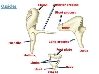 Incus
Stapes
Ossicles Head
Handle
Body
Long process
Head
Neck
Short process
Anterior process
Foot plate
Malleus.
Limbs
 
