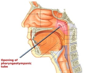 .
Opening of
pharyngeotympanic
tube
 