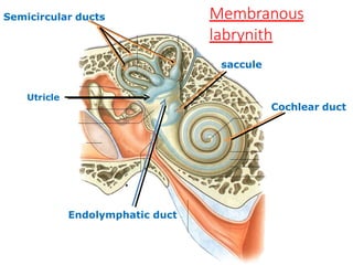 saccule
Utricle
Cochlear duct
Semicircular ducts Membranous
labrynith
.
Endolymphatic duct
 