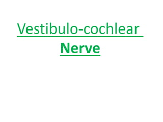 Vestibulo-cochlear
Nerve
 