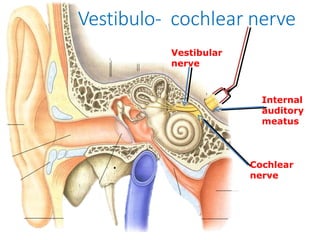 Cochlear
nerve
Vestibular
nerve
Internal
auditory
meatus
Vestibulo- cochlear nerve
.
 