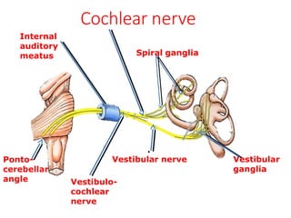 Vestibular
ganglia
Spiral ganglia
Cochlear nerve
Vestibulo-
cochlear
nerve
Internal
auditory
meatus
Ponto-
cerebellar
angle
.
Vestibular nerve
 
