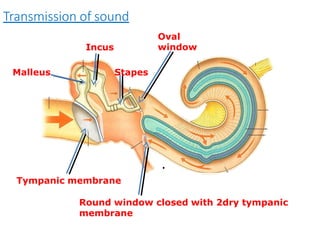 Transmission of sound
Oval
Incus window
Malleus Stapes
.
Tympanic membrane
Round window closed with 2dry tympanic
membrane
 