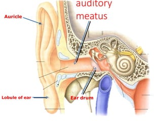Auricle
Lobule of ear
auditory
meatus
Ear drum
.
 