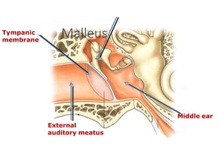Tympanic
membrane
External
auditory meatus
Malleus
Middle ear.
 