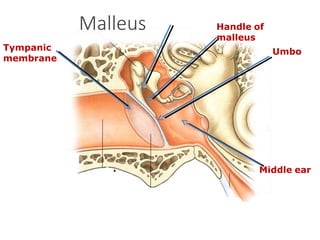 Tympanic
membrane
Malleus
Middle ear
Umbo
Handle of
malleus
.
 