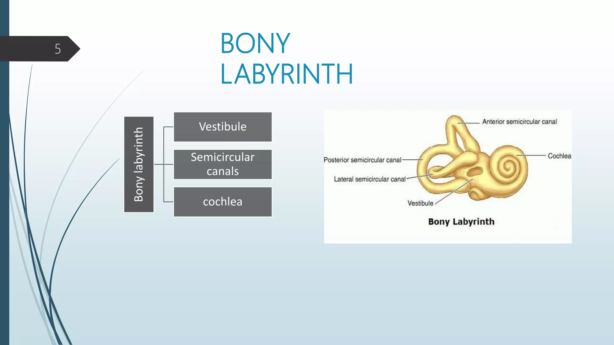 Anatomy & Physiology of ear | PPTX