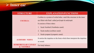 STRUCTURE EXPLANATION/FUNCTIONS
COCHLEA
Cochlea is a system of coiled tubes snail-like structure in the inner
ear filled with fluid called perilymph &endolymph.
It consists of three tubes:
1. Scala Vestibuli (Vestibular canal)
2. Scala media (cochlear canal)
3. Scala tympani (tympanic canal)
AUDITORY NERVE
It carries the impulses to the brain which then interprets the impulses
as sound.
SEMICIRCULAR CANALS
& VESTIBLE
For body balance.
 Inner ear
 