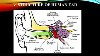  STRUCTURE OF HUMAN EAR
 