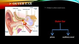  OUTER EAR
Outer Ear
pinna auditory canal
 It helps to collect sound waves.
 