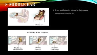  MIDDLE EAR
 It is a small chamber internal to the tympanic
membrane & contains air.
 
