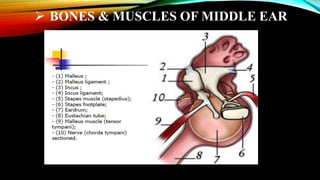  BONES & MUSCLES OF MIDDLE EAR
 