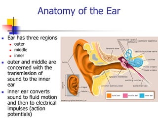 Anatomy of the Ear 
n  Ear has three regions 
n  outer 
n  middle 
n  inner 
n  outer and middle are 
concerned with the 
transmission of 
sound to the inner 
ear 
n  inner ear converts 
sound to fluid motion 
and then to electrical 
impulses (action 
potentials)
 