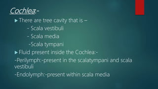 Cochlea:-
 There are tree cavity that is –
- Scala vestibuli
- Scala media
-Scala tympani
 Fluid present inside the Cochlea:-
-Perilymph:-present in the scalatympani and scala
vestibuli
-Endolymph:-present within scala media
 