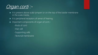 Organ corti :-
 It is present above scala tympani or on the top of the basilar membrane
in the scala media.
 It is peripheral receptors of sense of hearing.
 Important components of organ of corti:-
-Rods of corti
-Hair cell
-Supporting cells
-Tectorial membraine
 