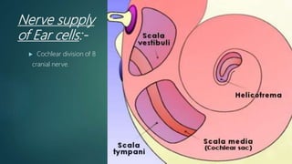 Nerve supply
of Ear cells:-
 Cochlear division of 8
cranial nerve.
 