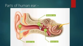 Parts of human ear:-
 