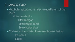 3. INNER EAR:-
 Vestibular apparatus:-It helps to equilibrium of the
body.
-It is consists of -
Otolith organ
Semicircular canal
Semicircular duct
 Cochlea:-It is consists of two membranes that is-
Reissner’s
Basilar
 
