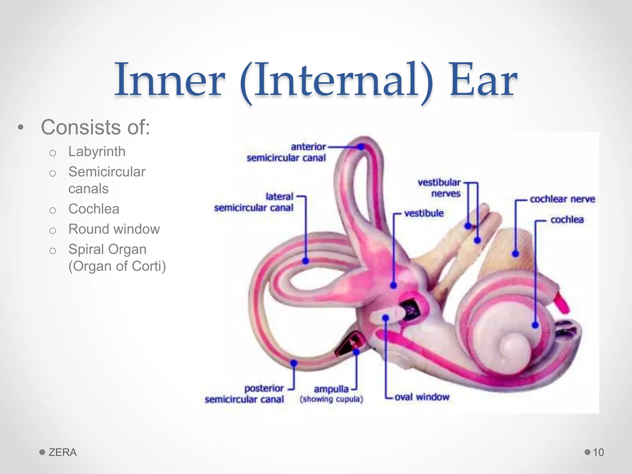 EAR.ppt