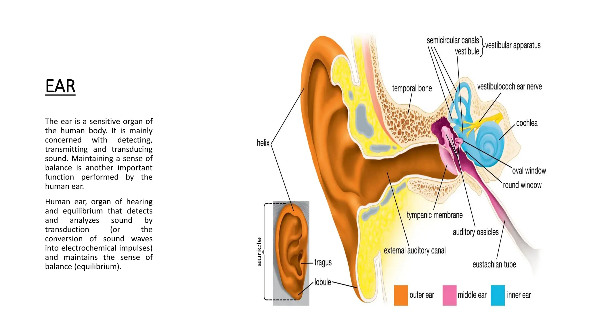 Ear Structure And Function In Modern Mammals – WUMJKZ