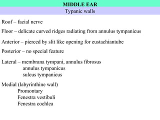 Anatomy of ear of animals and their role | PPT