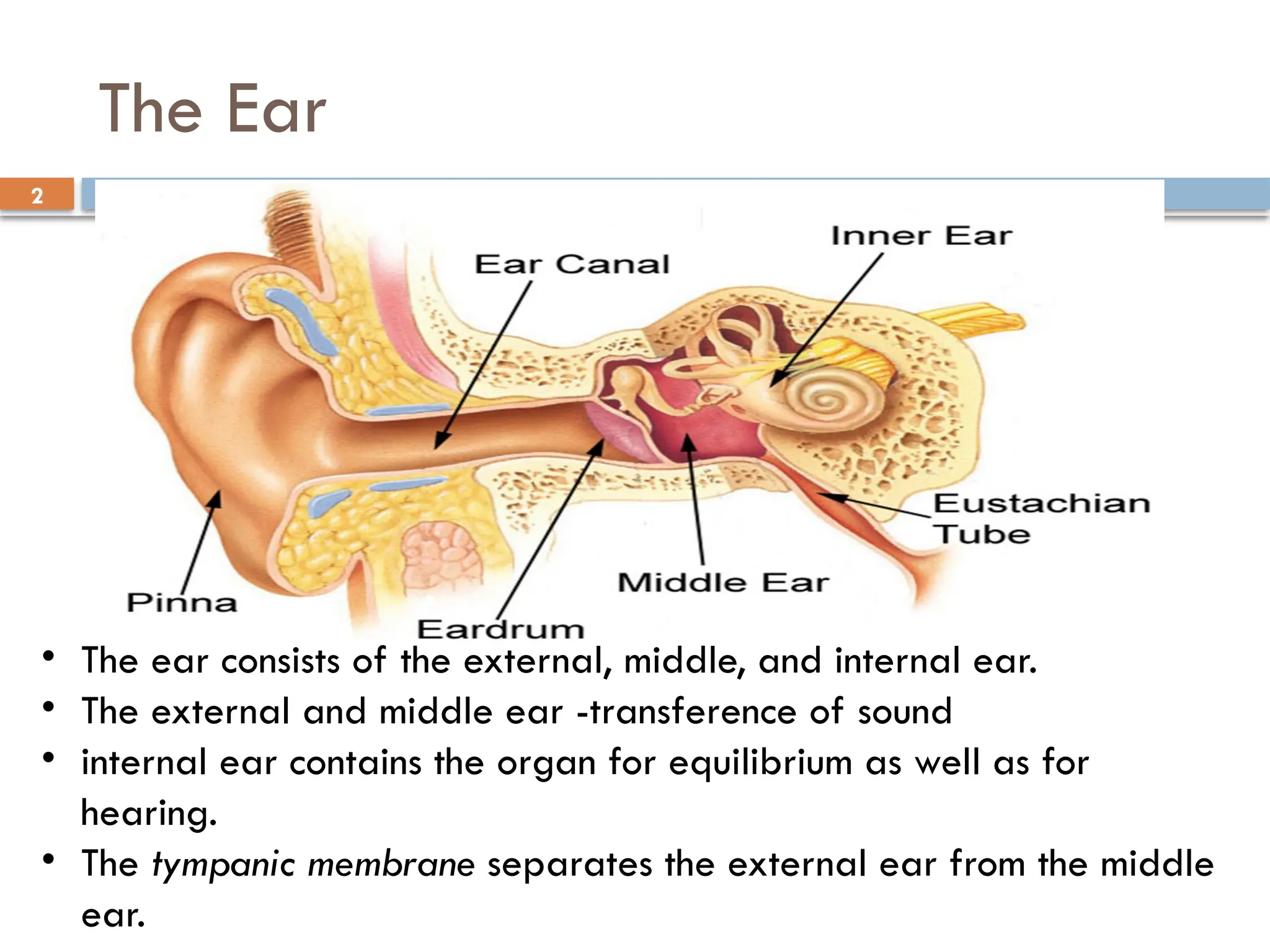 Anatomical .. structure... function Ear.pptx