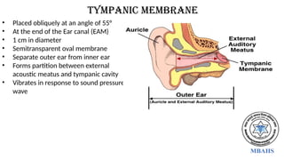 Tympanic membrane
• Placed obliquely at an angle of 55°
• At the end of the Ear canal (EAM)
• 1 cm in diameter
• Semitransparent oval membrane
• Separate outer ear from inner ear
• Forms partition between external
acoustic meatus and tympanic cavity
• Vibrates in response to sound pressure
wave
 