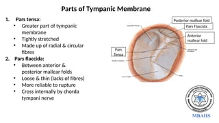 1. Pars tensa:
• Greater part of tympanic
membrane
• Tightly stretched
• Made up of radial & circular
fibres
2. Pars flaccida:
• Between anterior &
posterior mallear folds
• Loose & thin (lacks of fibres)
• More reliable to rupture
• Cross internally by chorda
tympani nerve
Parts of Tympanic Membrane
Pars
Tensa
Pars Flaccida
Anterior
mallear fold
Posterior mallear fold
 