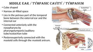 • Cube shaped
• Narrow air-filled space
• Lies in the petrous part of the temporal
bone between the external ear and the
internal ear
• Connected anteriorly with the
nasopharynx by
pharyngotympanic/auditory
tube/eustachian tube
• Posterosuperiorly connected with the
mastoid cells through the mastoid antrum.
middle ear / Tympanic cavity / tympanum
Tympanic Cavity
Eustachian
tube
Mastoid
air cells
Mastoid antrum
Eustachian
tube
 