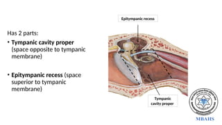 Has 2 parts:
• Tympanic cavity proper
(space opposite to tympanic
membrane)
• Epitympanic recess (space
superior to tympanic
membrane)
Tympanic
cavity proper
Epitympanic recess
 